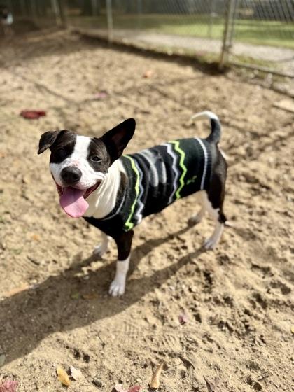 Enlarge Cleo, a Adoptable mixed breed in Picayune, MS image 3/3