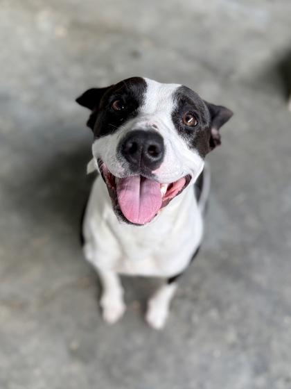 Enlarge Cleo, a Adoptable mixed breed in Picayune, MS image 1/3