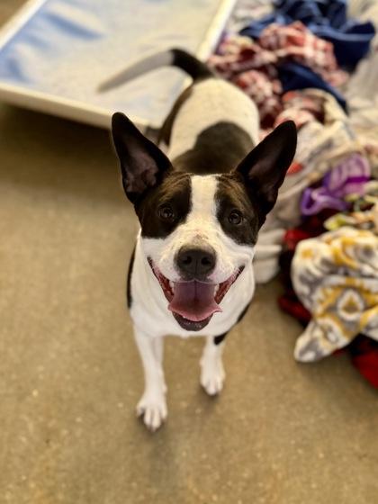 Enlarge Cleo, a Adoptable mixed breed in Picayune, MS image 3/3