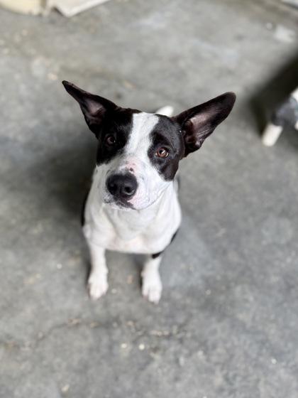 Enlarge Cleo, a Adoptable mixed breed in Picayune, MS image 2/3