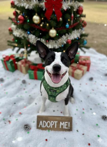 Enlarge Cleo, a Adoptable mixed breed in Picayune, MS image 3/3