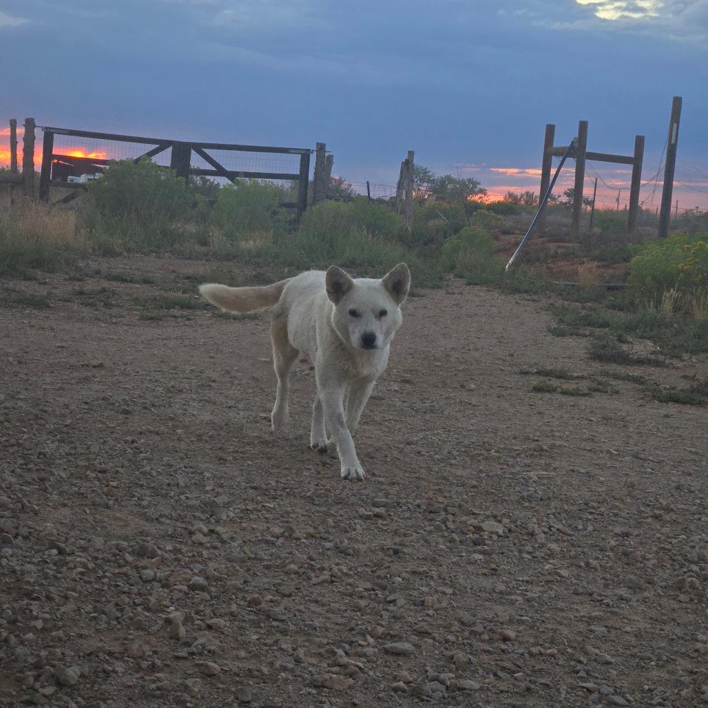 Smokey, a Adoptable Mixed Breed in Moab, UT image 1/6