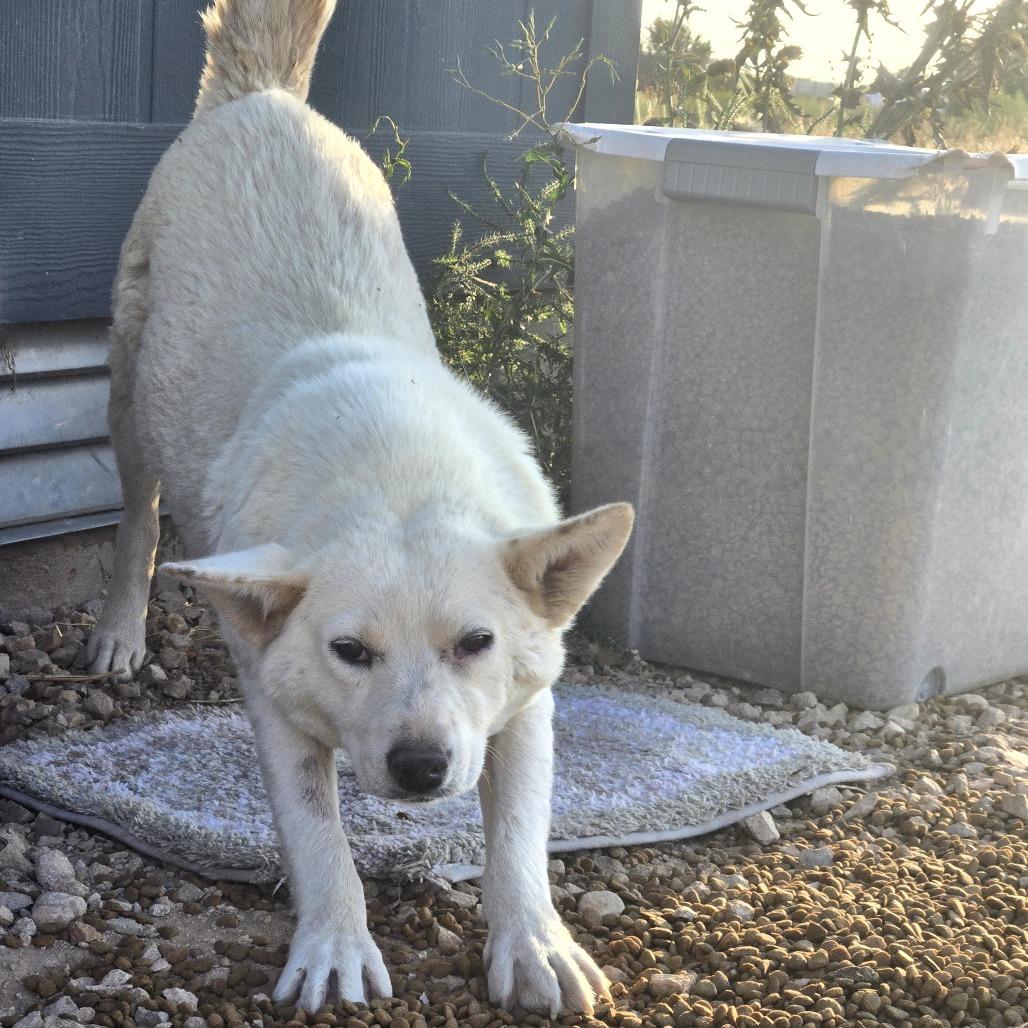 Smokey, a Adoptable Mixed Breed in Moab, UT image 3/6