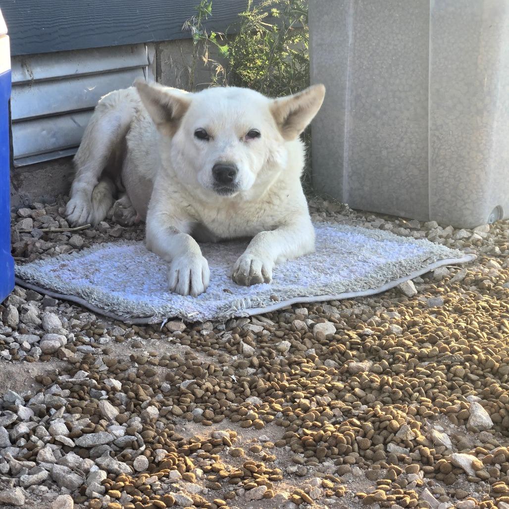 Smokey, a Adoptable Mixed Breed in Moab, UT image 4/6