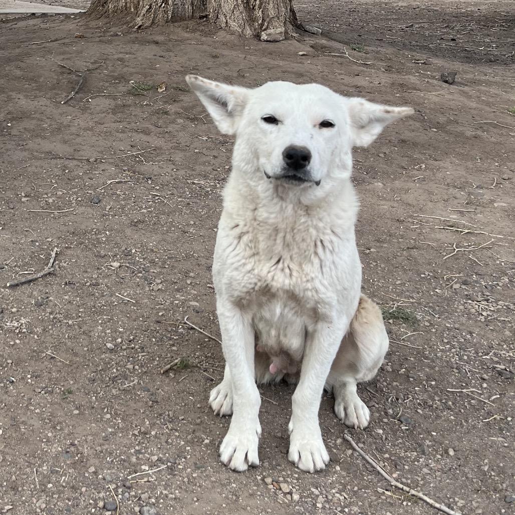 Smokey, a Adoptable Mixed Breed in Moab, UT image 5/6