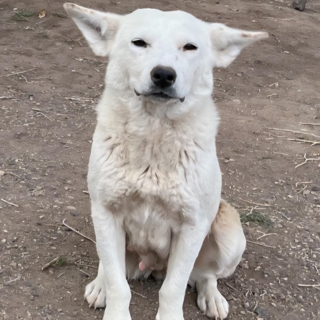 Smokey, a Adoptable Mixed Breed in Moab, UT image 6/6