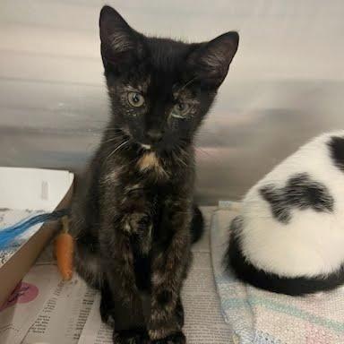 Belle, Adoptable, Kitten Female Domestic Short Hair.