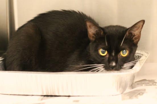 25-01227, Adoptable, Adult Female Domestic Short Hair.