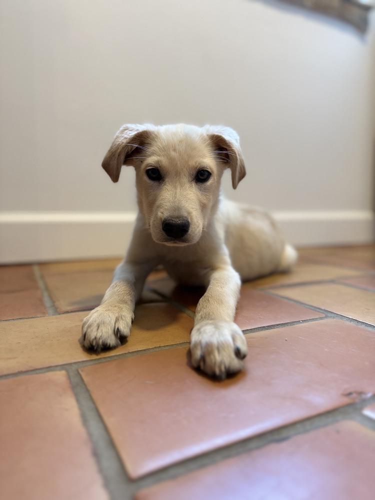Enlarge Crowleys / Mickey, a Adoptable mixed breed in Broomfield, CO image 1/6