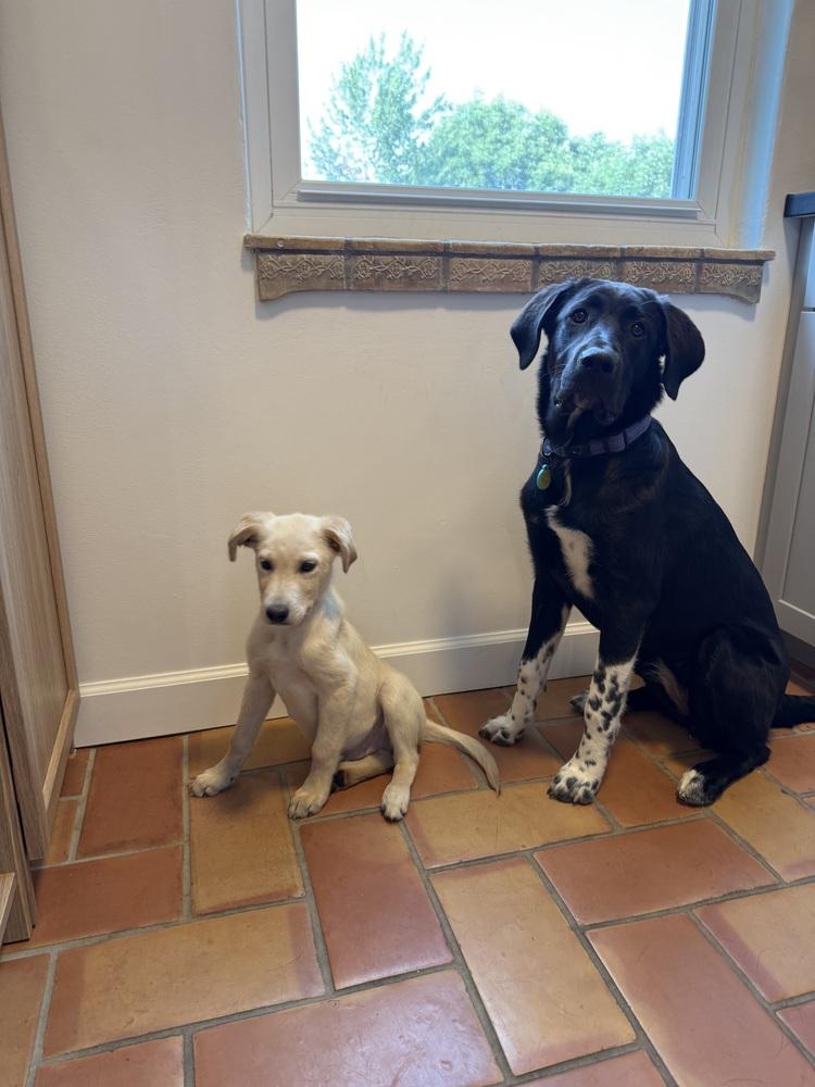 Enlarge Crowleys / Mickey, a Adoptable mixed breed in Broomfield, CO image 2/6