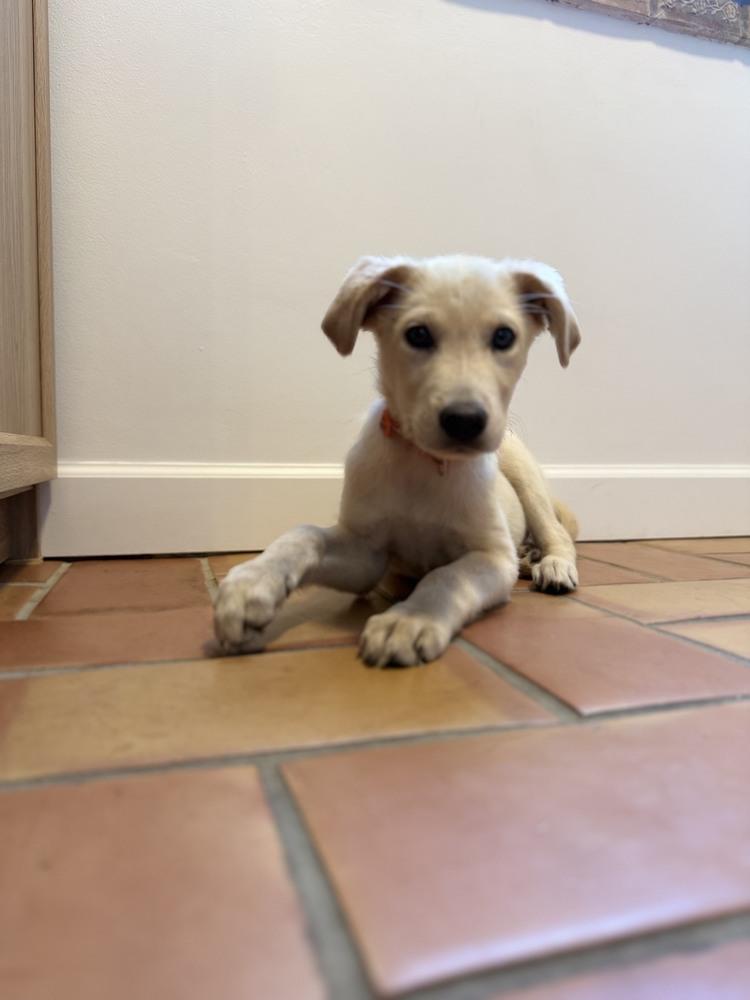 Enlarge Crowleys / Mickey, a Adoptable mixed breed in Broomfield, CO image 3/6