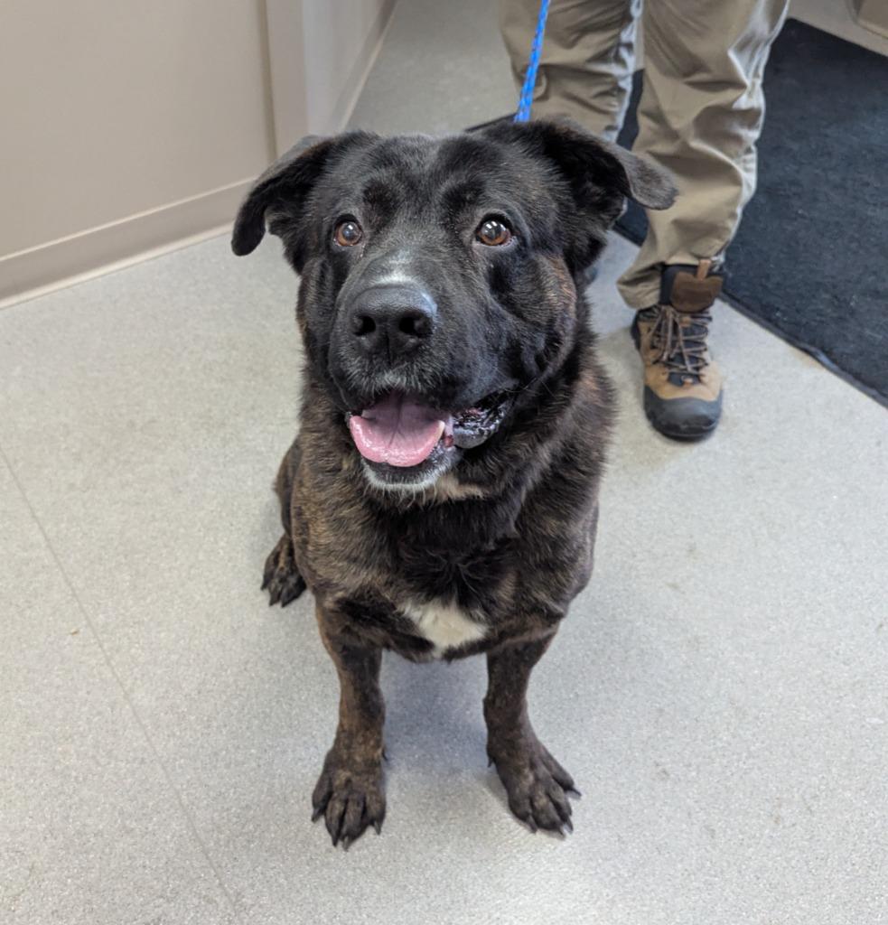 Enlarge Bruce, a Adoptable Mastiff in La Porte, IN image 1/1