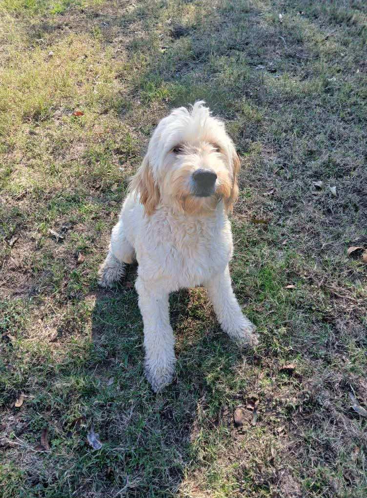 Enlarge Maggie, an adopted mixed breed in Mineola, TX image 1/1