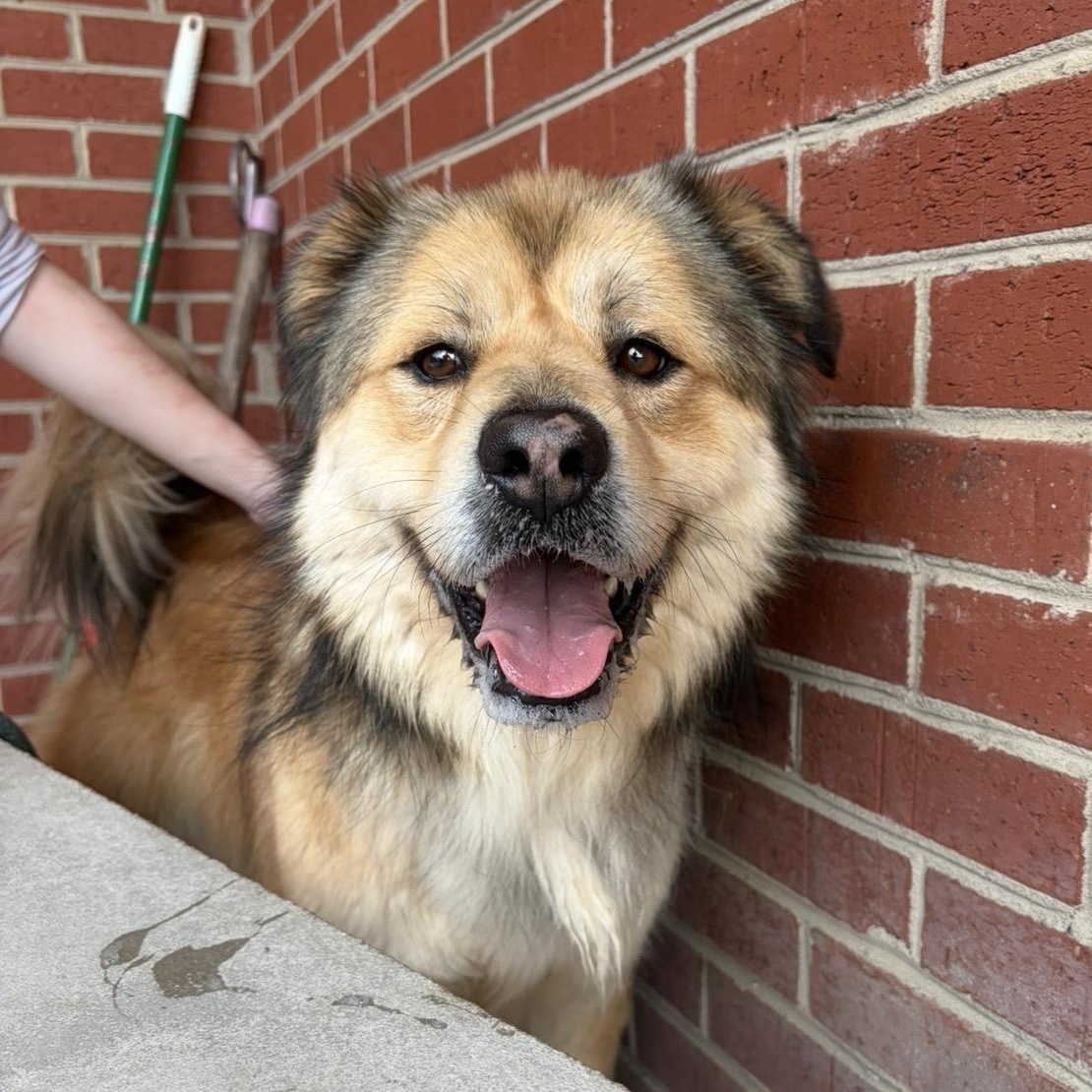 Enlarge Connory, an adoption pending mixed breed in Lumberton, NC image 2/6