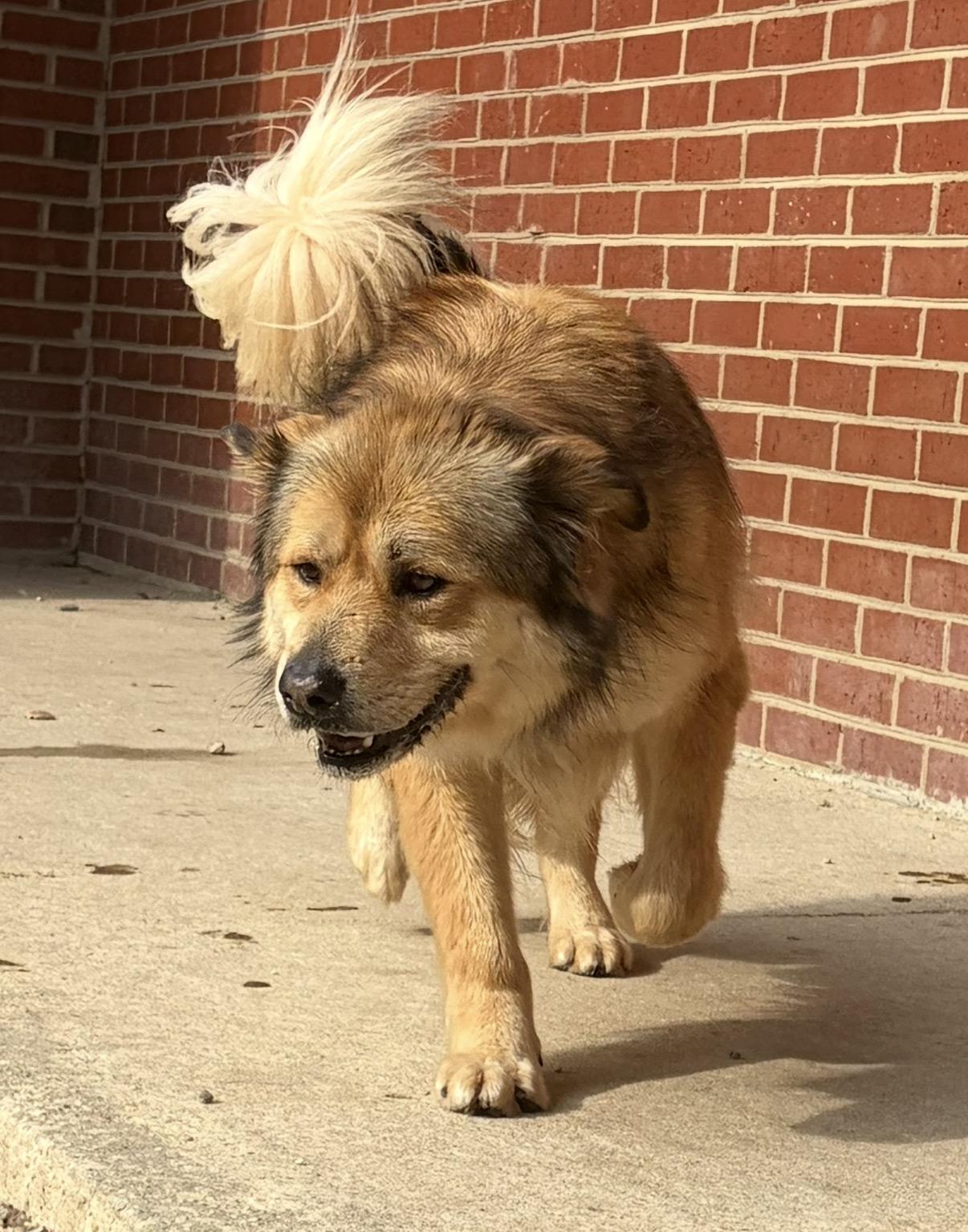 Enlarge Connory, an adoption pending mixed breed in Lumberton, NC image 3/6