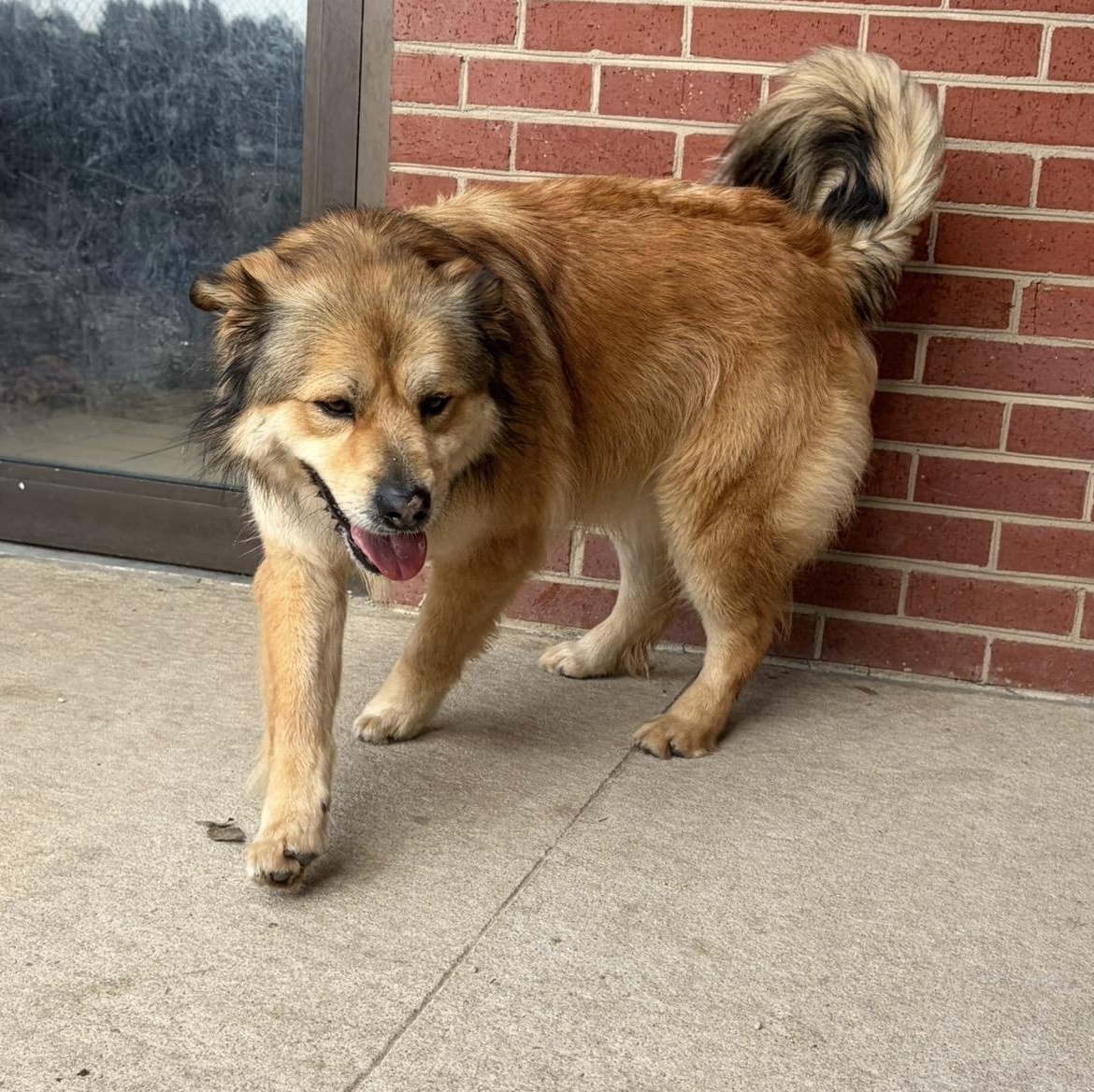 Enlarge Connory, an adoption pending mixed breed in Lumberton, NC image 5/6