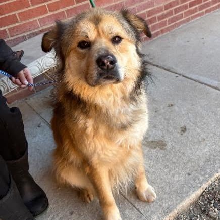Enlarge Connory, a ADOPTABLE mixed breed in Lumberton, NC image 1/1
