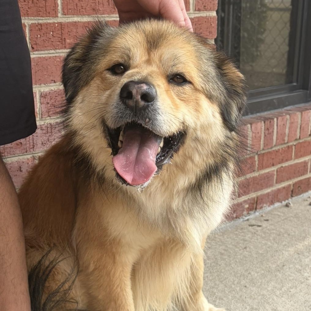 Enlarge Connory, an adoption pending mixed breed in Lumberton, NC image 4/6