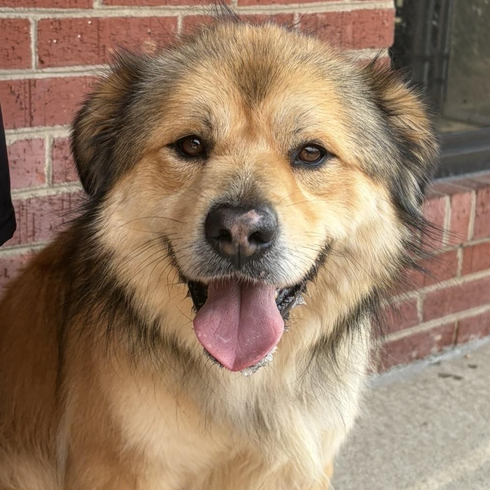 Enlarge Connory, an adoption pending mixed breed in Lumberton, NC image 1/6