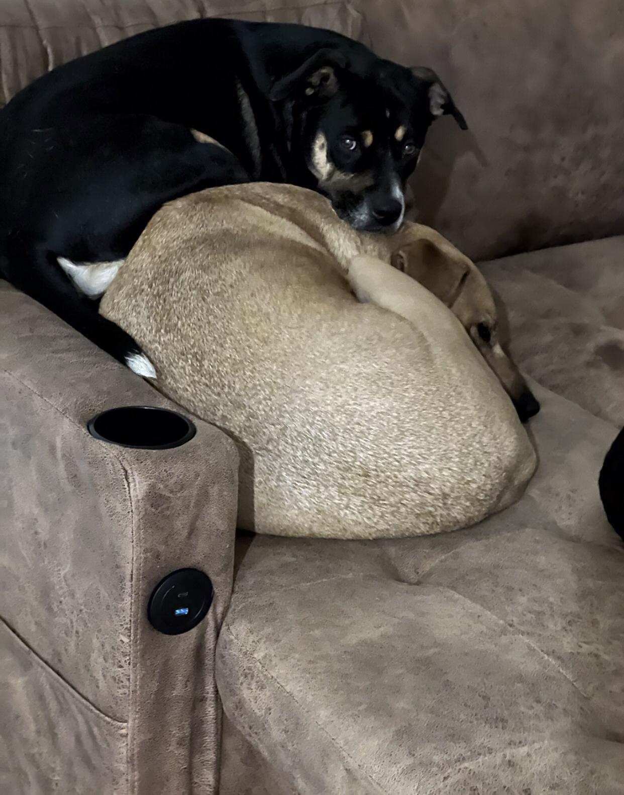 Enlarge Brandy, a Adoptable mixed breed in Allen, TX image 5/6