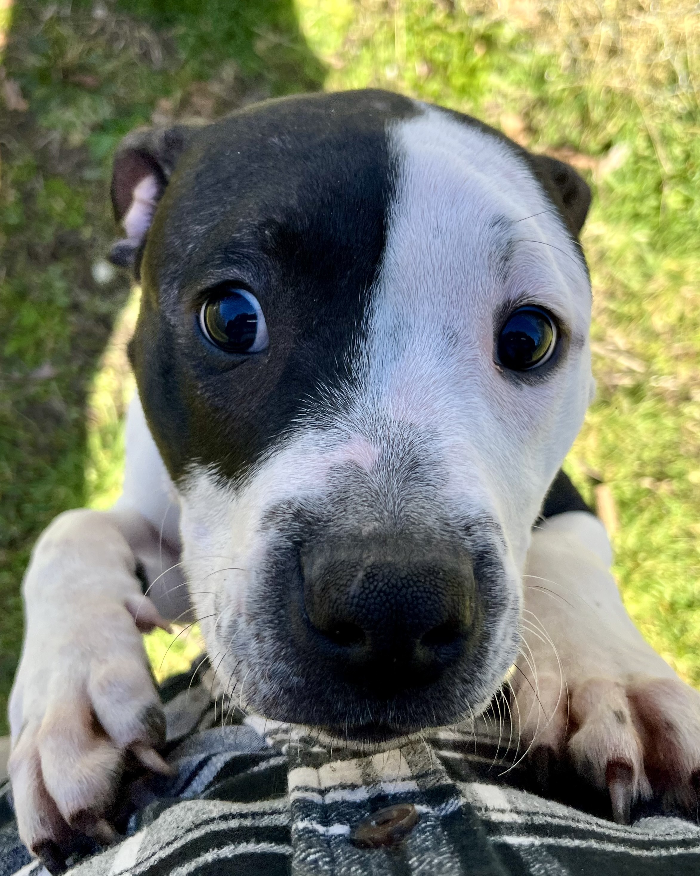 Dog for adoption Butch, a Pit Bull Terrier in Quilcene, WA Petfinder