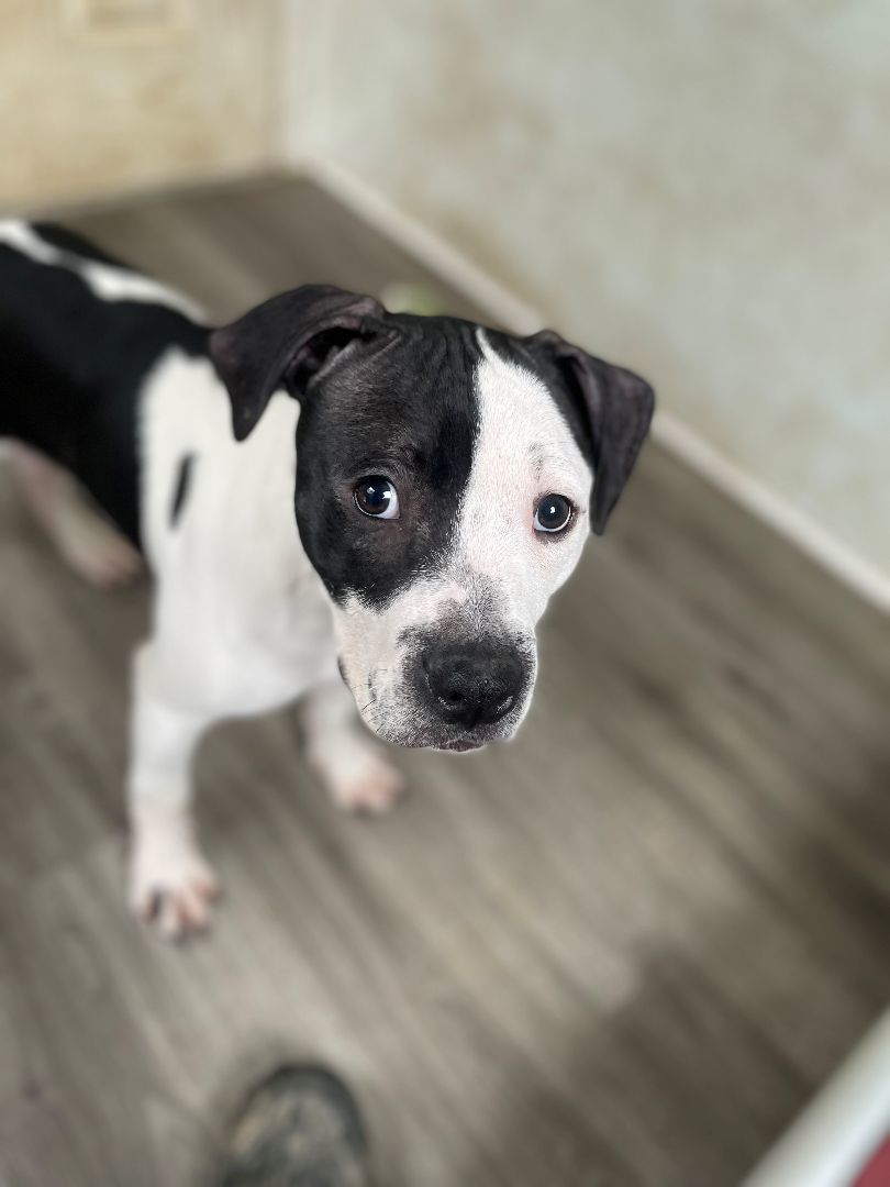 Dog for adoption Butch, a Pit Bull Terrier in Quilcene, WA Petfinder