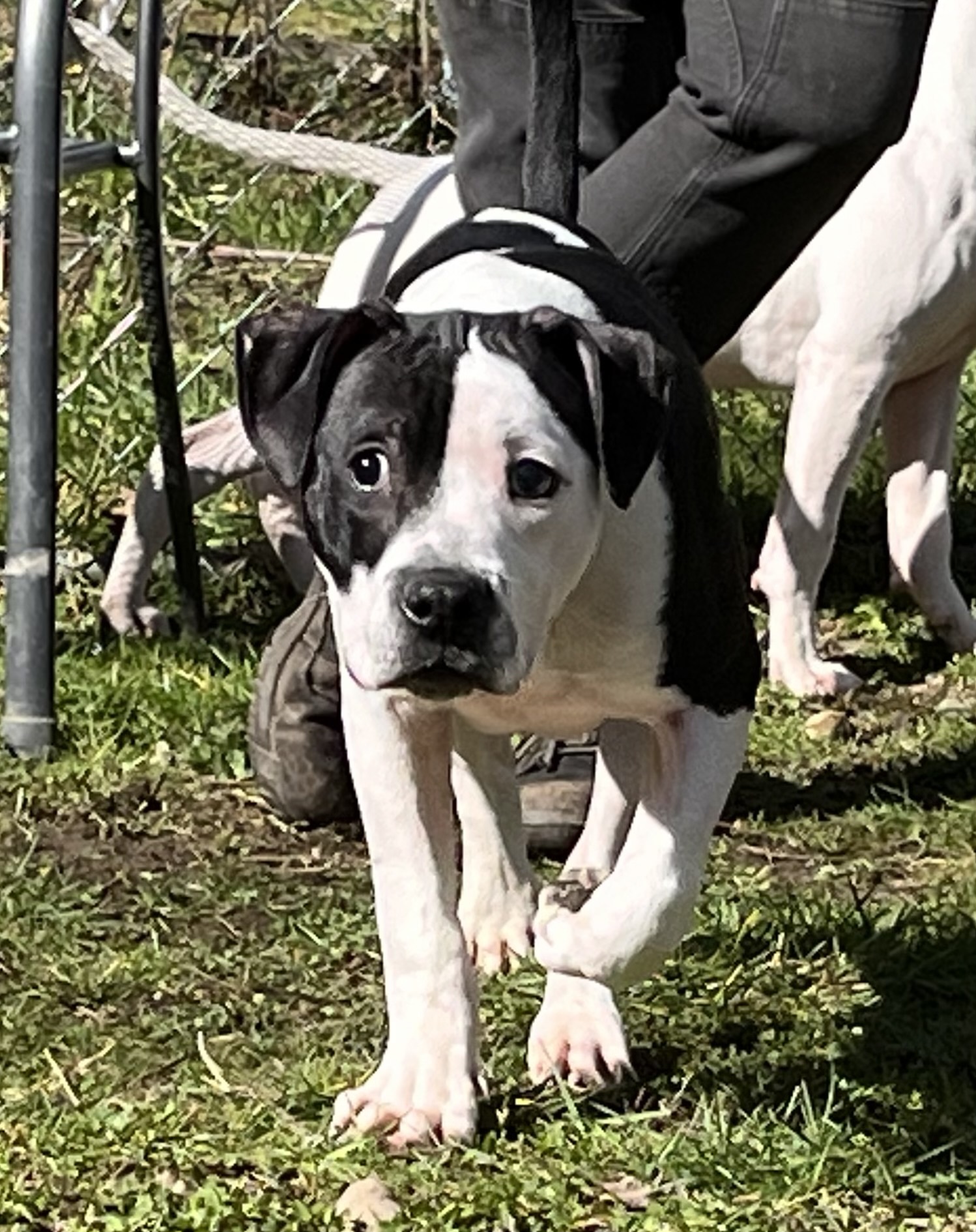 Dog for adoption Butch, a Pit Bull Terrier in Quilcene, WA Petfinder