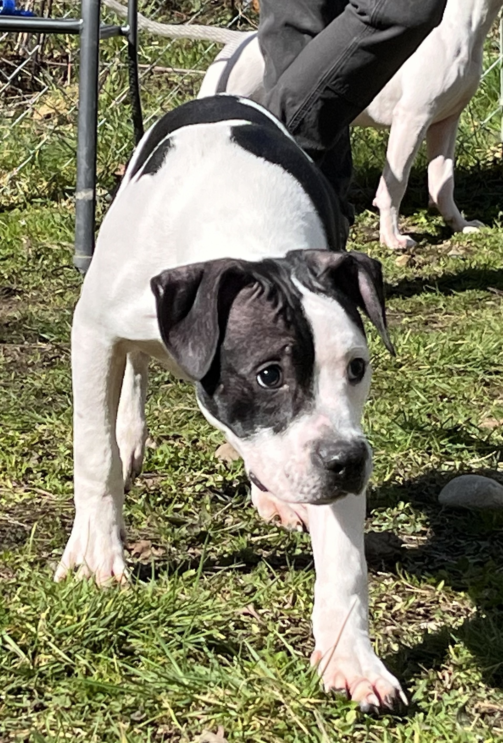 Dog for adoption Butch, a Pit Bull Terrier in Quilcene, WA Petfinder