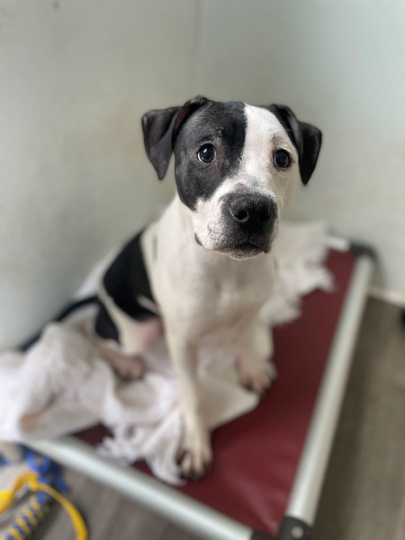 Dog for adoption Butch, a Pit Bull Terrier in Quilcene, WA Petfinder