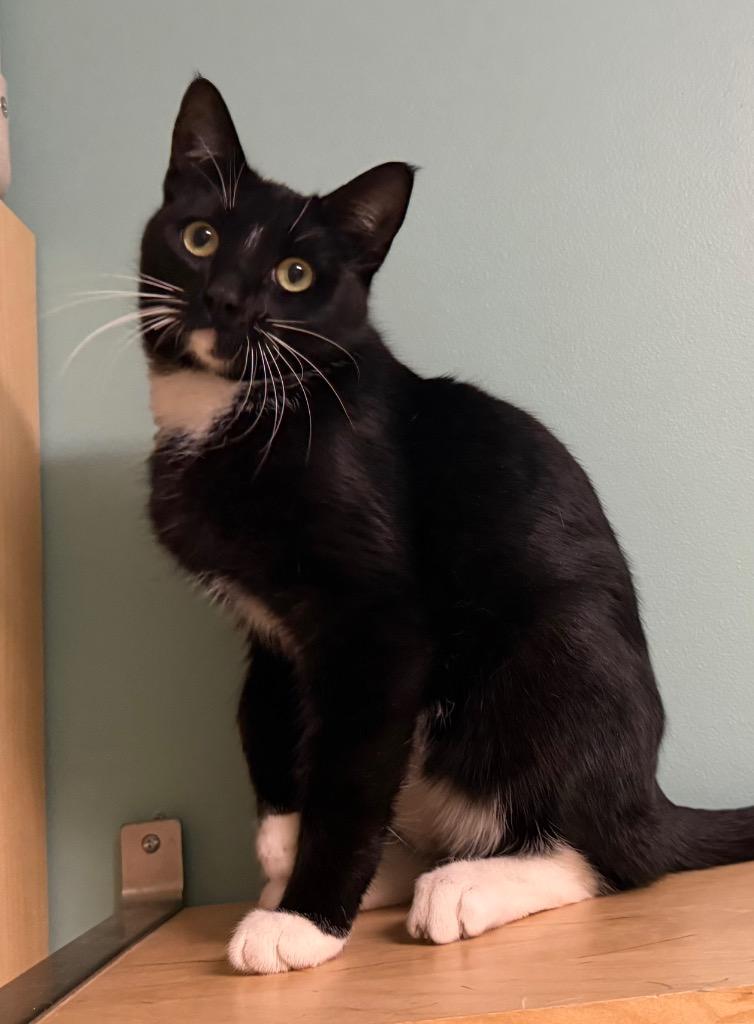 Enlarge Oreo, a Adoptable Domestic Short Hair in Amery, WI image 3/3