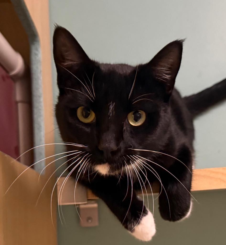 Enlarge Oreo, a Adoptable Domestic Short Hair in Amery, WI image 1/3