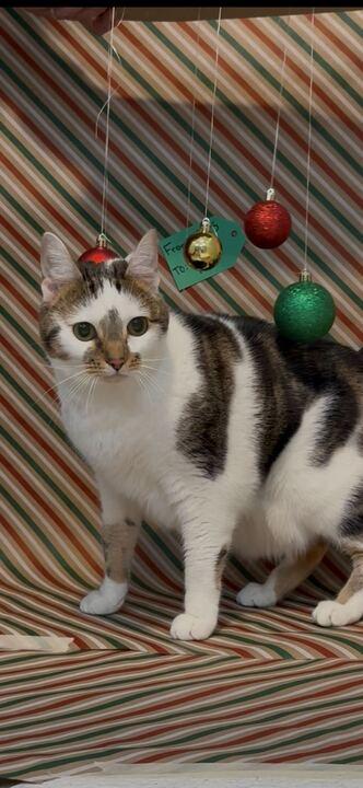 Freya, Adoptable, Young Female Domestic Short Hair & Domestic Short Hair.