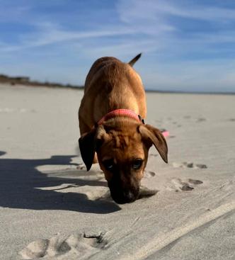 Enlarge Sweet Tea, a ADOPTABLE mixed breed in Eutawville, SC image 3/3