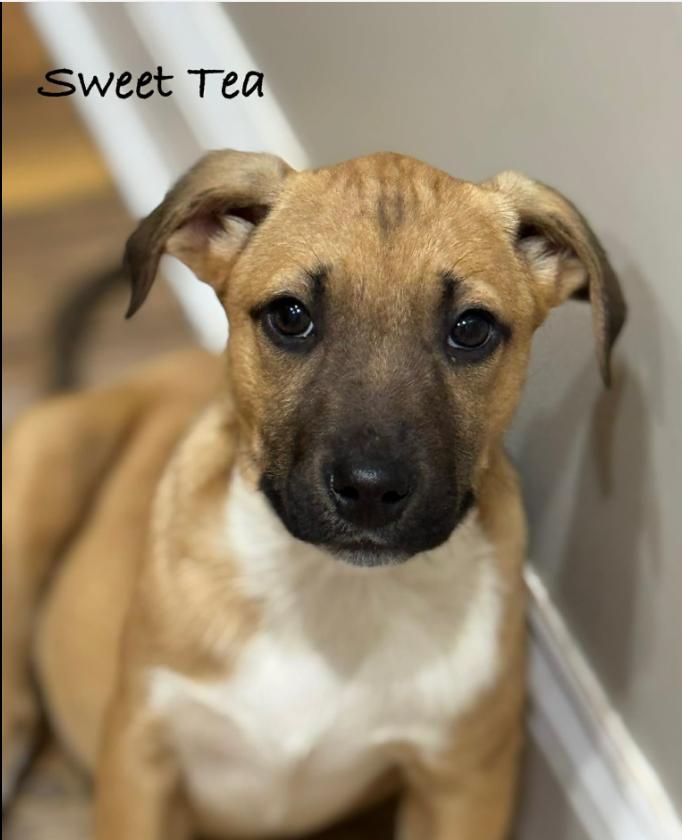 Enlarge Sweet Tea, a ADOPTABLE mixed breed in Eutawville, SC image 2/3