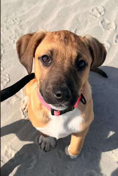 Enlarge Sweet Tea, a ADOPTABLE mixed breed in Eutawville, SC image 1/3