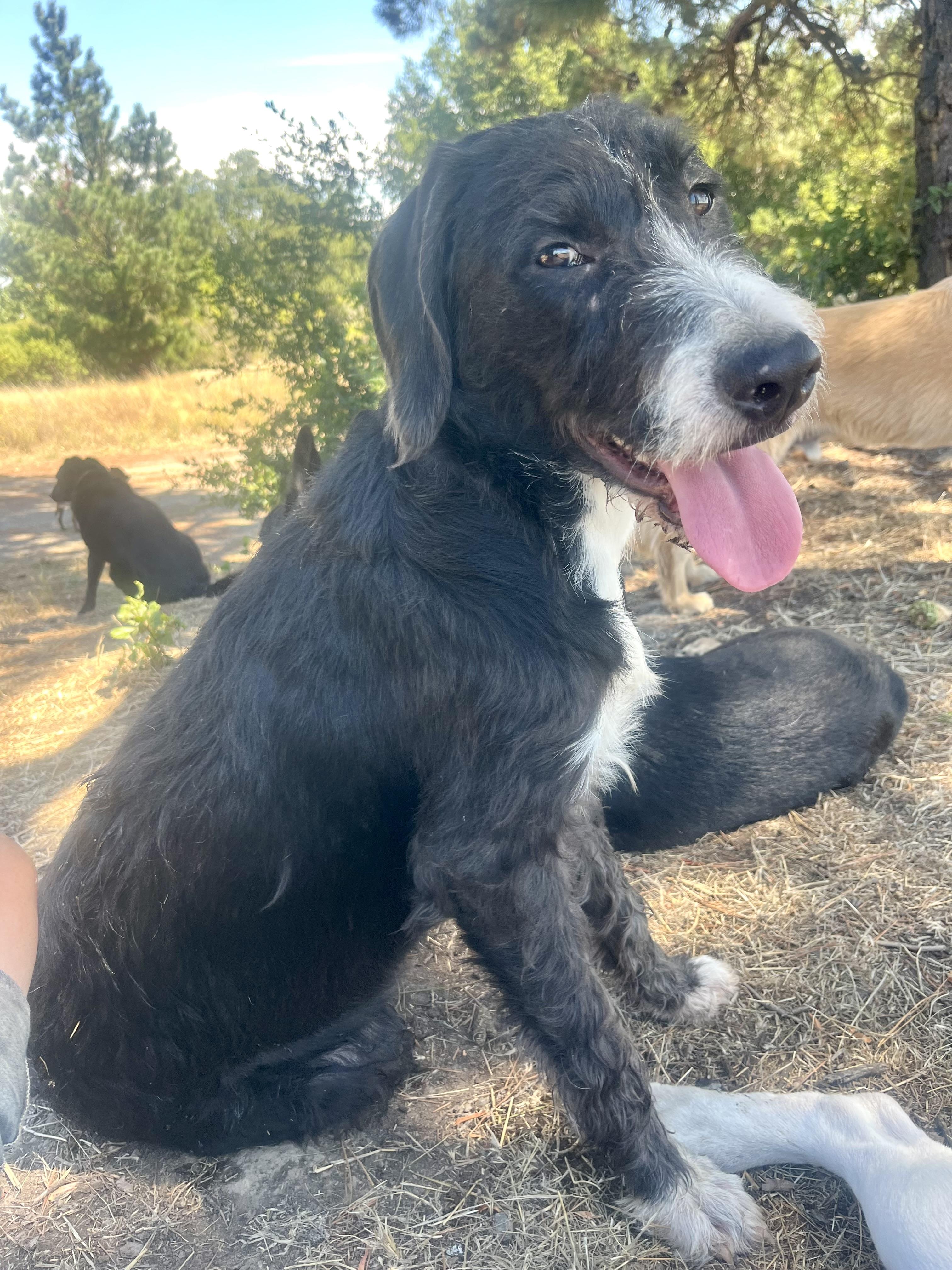 Eleanor, Adoptable, Young Female Wirehaired Terrier.