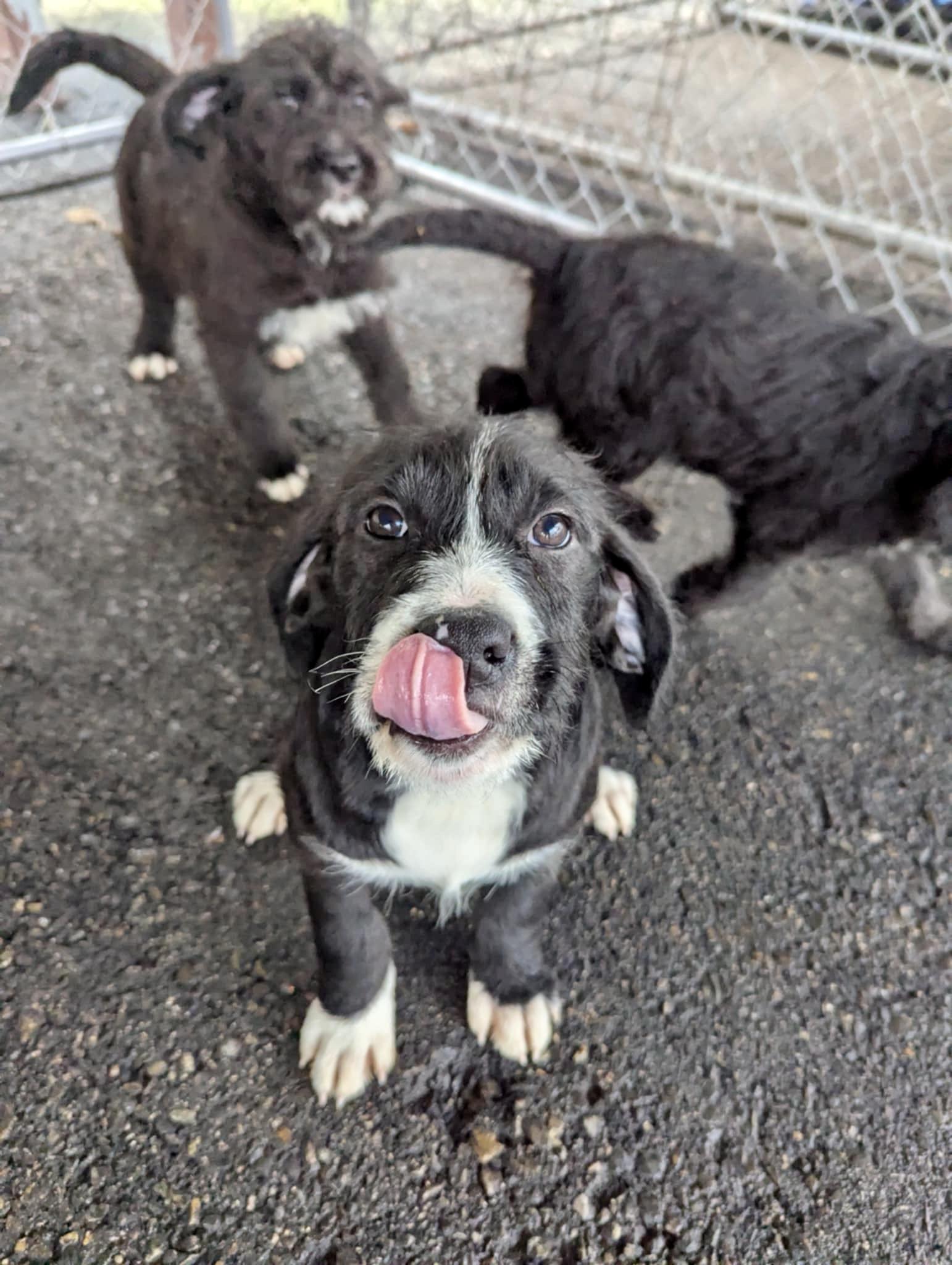 Eleanor, a Adoptable mixed breed in Concord, CA image 2/6