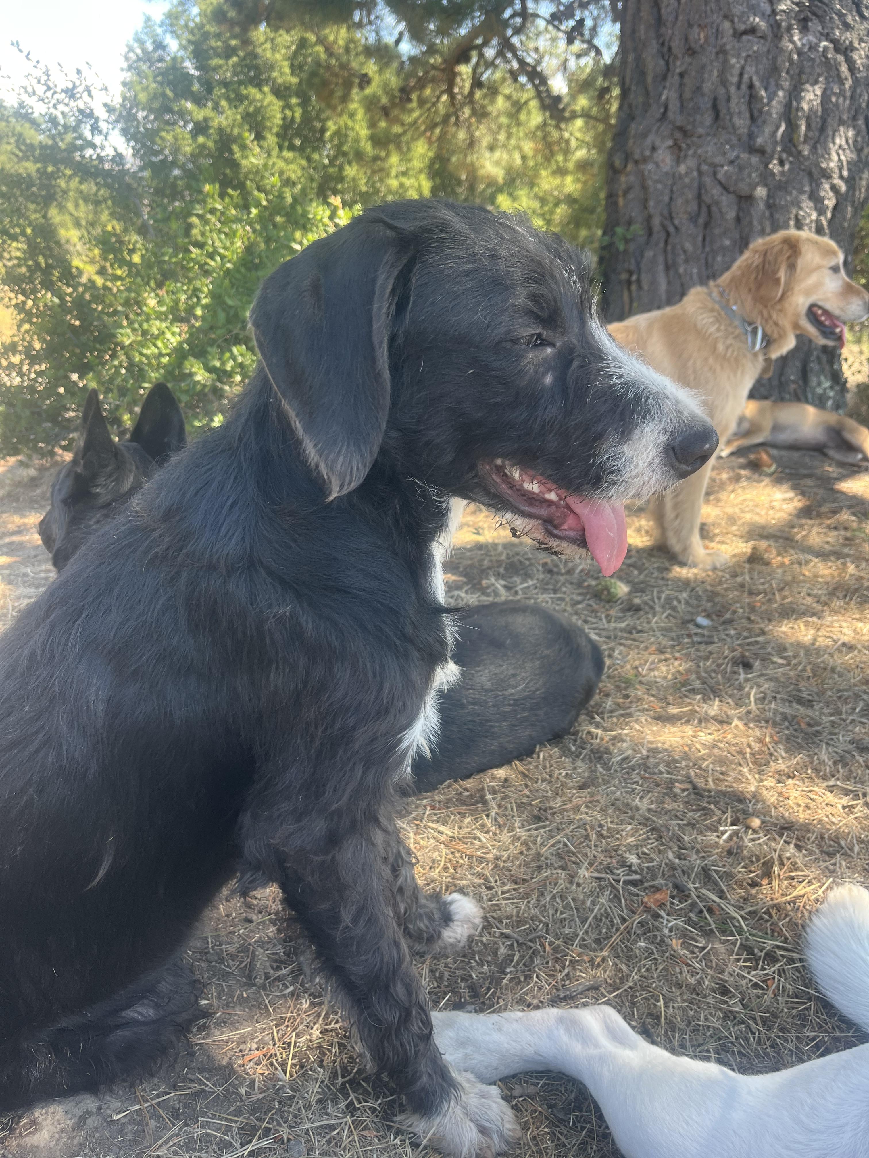 Eleanor, a Adoptable mixed breed in Concord, CA image 3/6