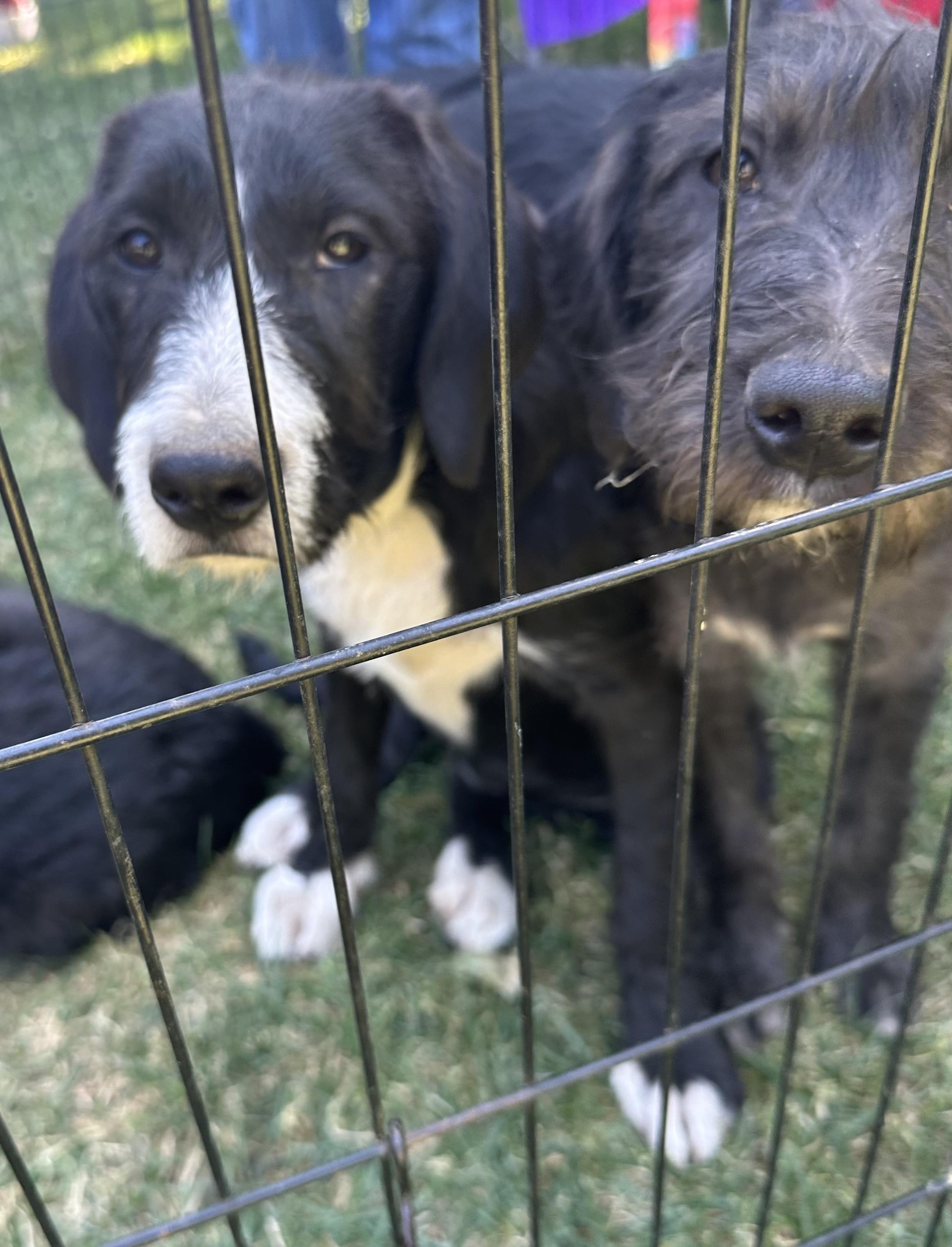 Eleanor, a Adoptable mixed breed in Concord, CA image 4/6