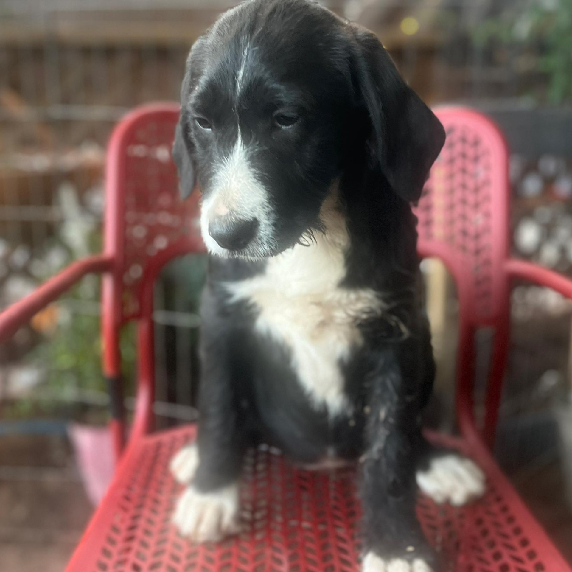 Eleanor, a Adoptable mixed breed in Concord, CA image 5/6