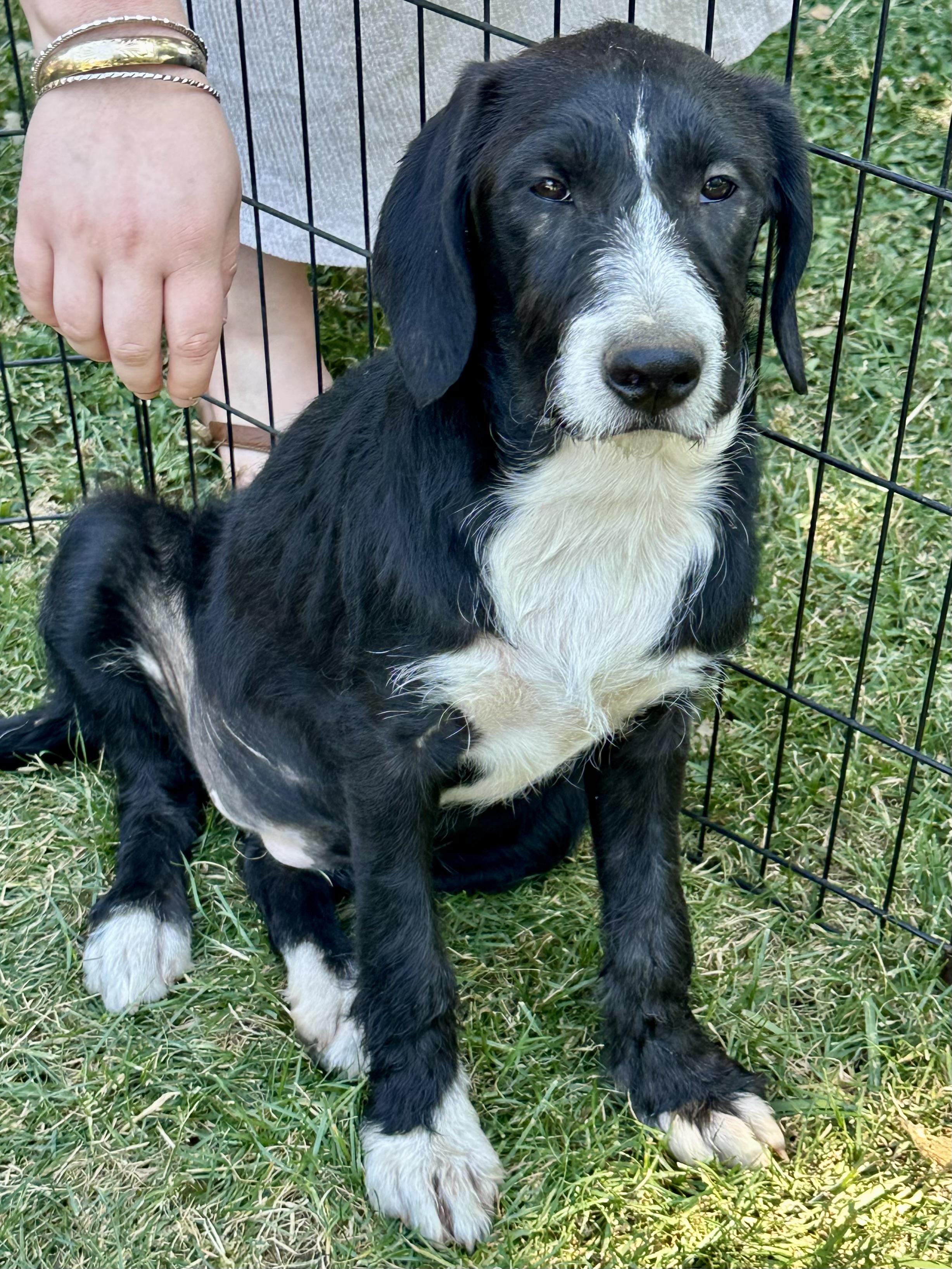 Eleanor, a Adoptable mixed breed in Concord, CA image 6/6