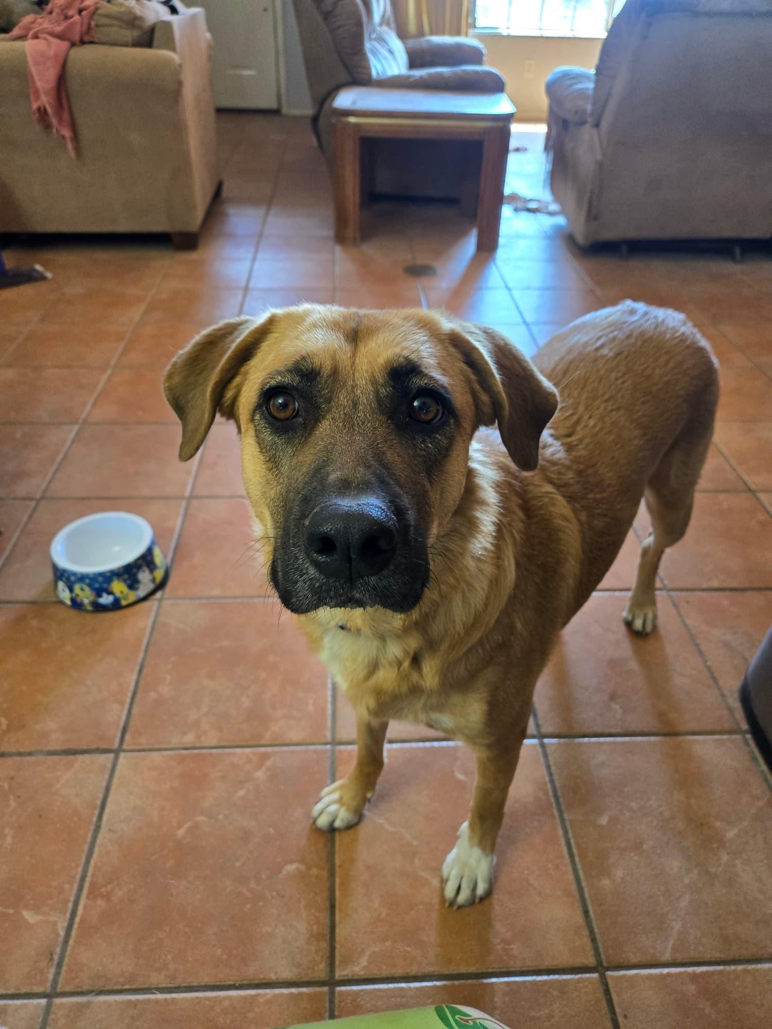 Shotgun, ADOPTABLE, Young Female Black Mouth Cur.