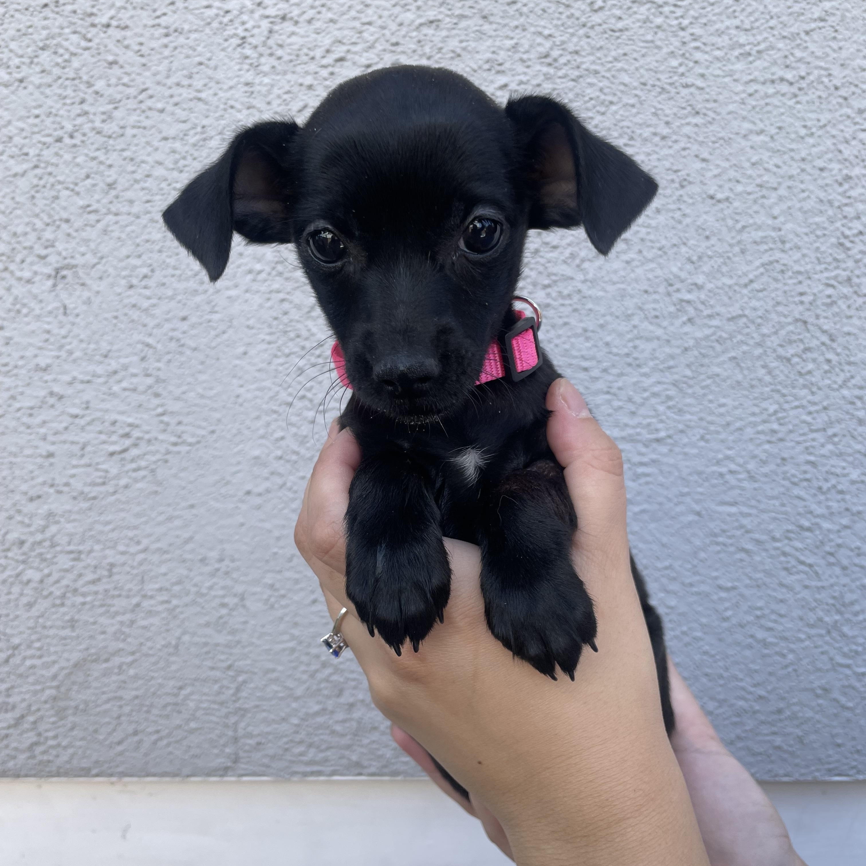 Enlarge Sugar, an adopted mixed breed in Henderson, NV image 1/1