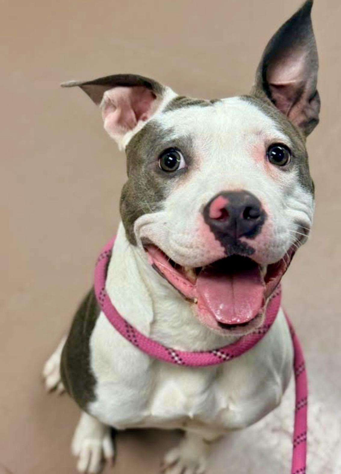 Barn Owl, ADOPTABLE, Adult Female Pit Bull Terrier.