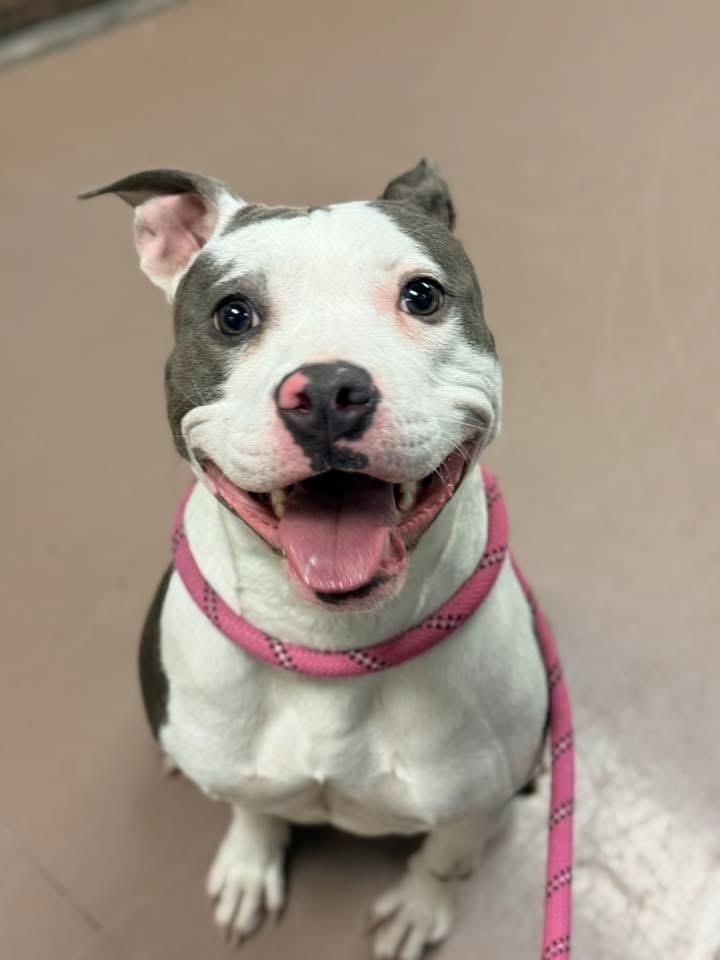 Enlarge Barn Owl, a ADOPTABLE Pit Bull Terrier in Chicago, IL image 3/5