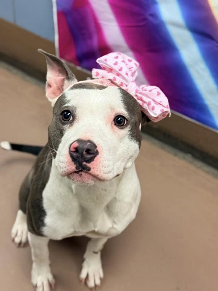 Enlarge Barn Owl, a ADOPTABLE Pit Bull Terrier in Chicago, IL image 4/5