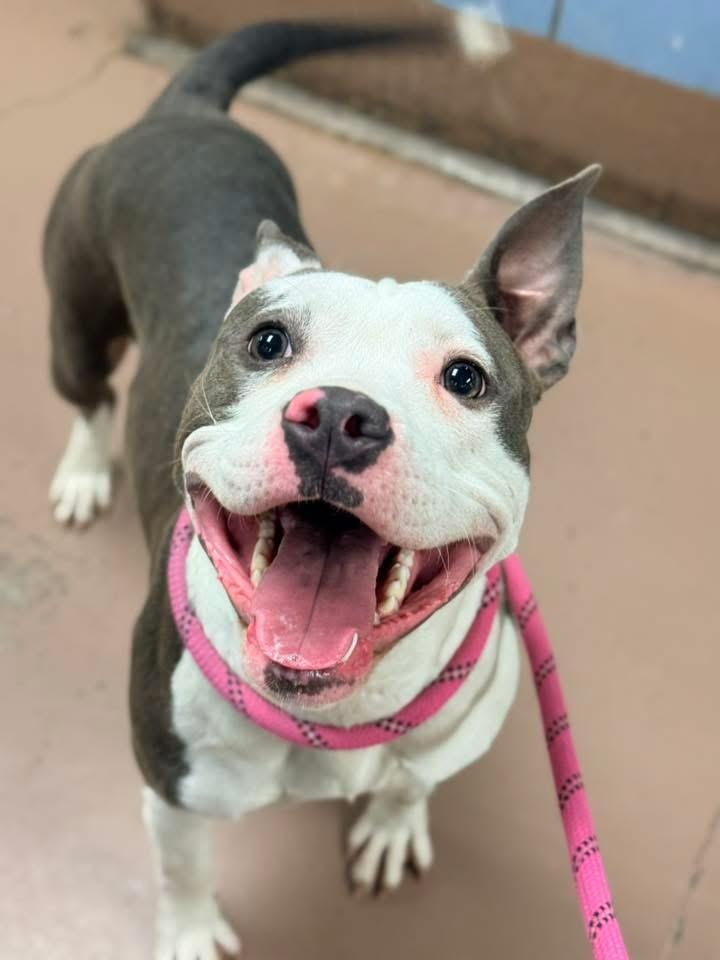 Enlarge Barn Owl, a ADOPTABLE Pit Bull Terrier in Chicago, IL image 2/5