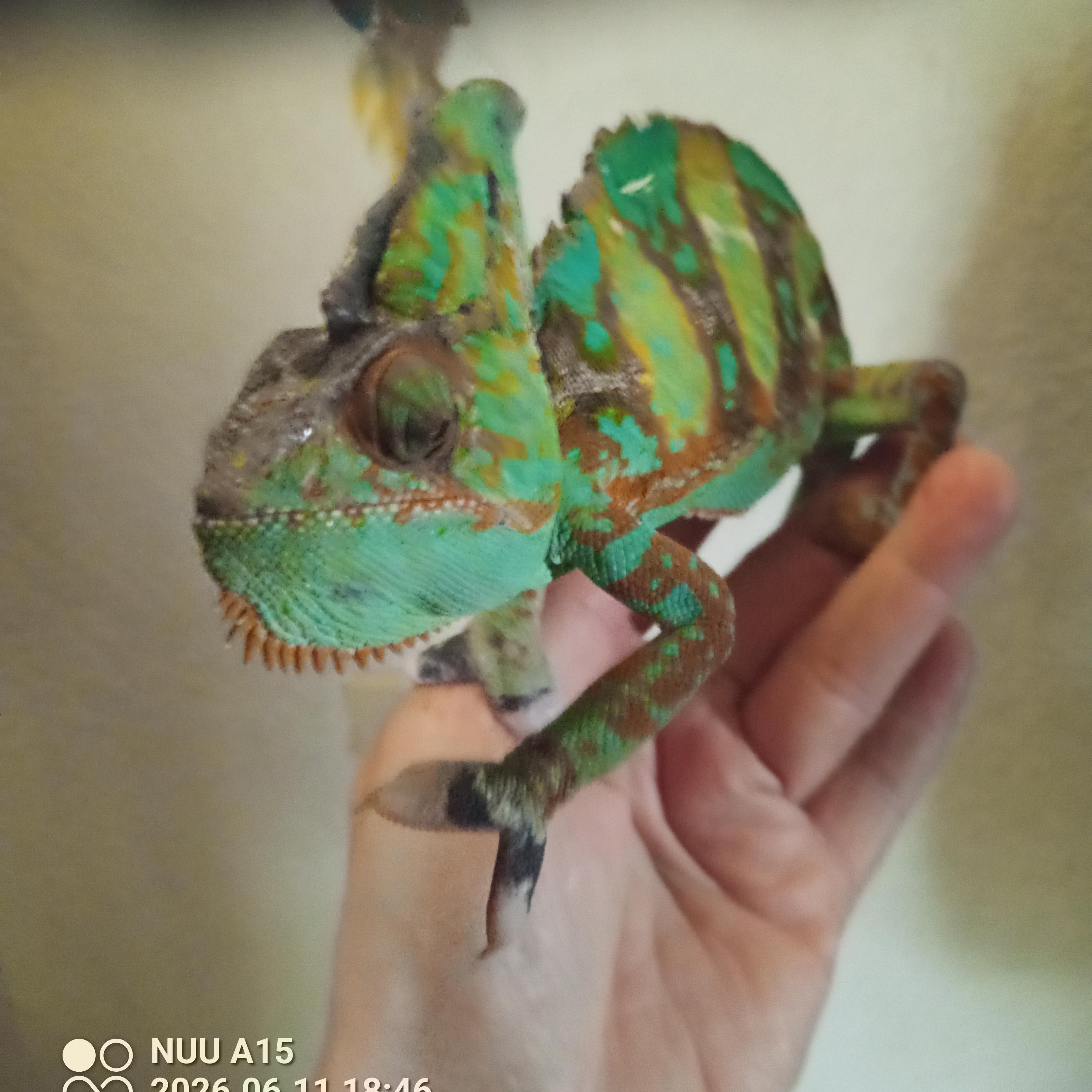 Enlarge Orion, a Adoptable Chameleon in Modesto, CA image 1/2