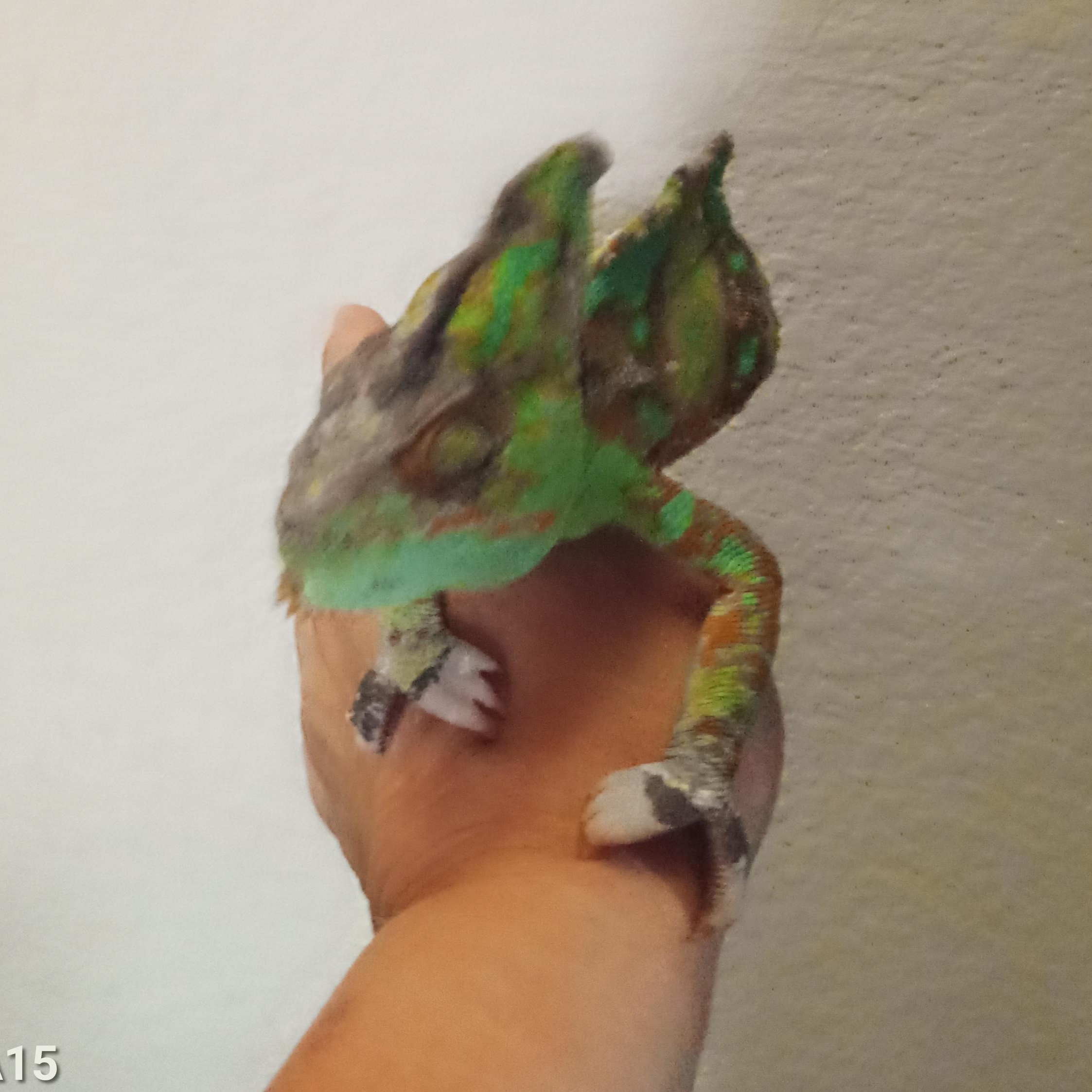 Enlarge Orion, a Adoptable Chameleon in Modesto, CA image 2/2
