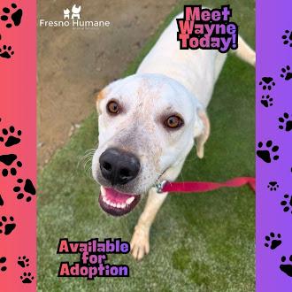 Enlarge Wayne, a Adoptable mixed breed in Fresno, CA image 1/1